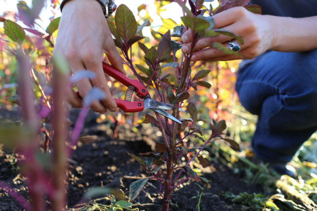 Closeup of Erin Benzakein pinching a young plant