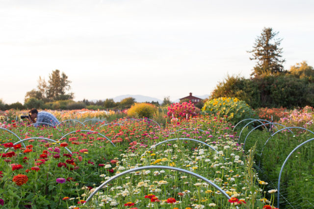 Field of zinnias at Floret Flower Farm