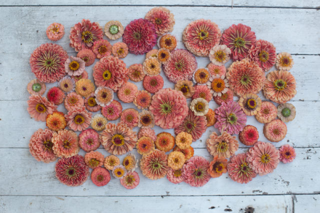 Overhead photo of peach- and coral-colored zinnia flowers