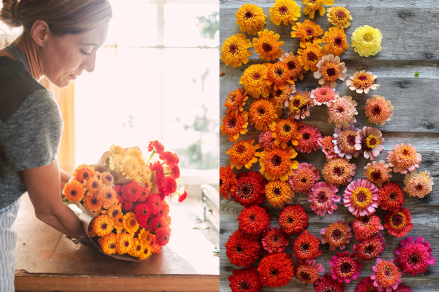 armload of scabiosa zinnias