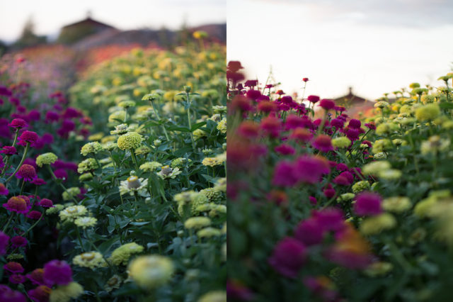 field of zinnias