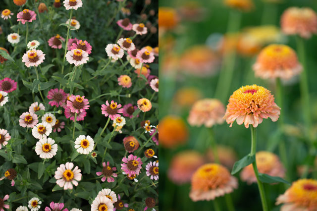 scabiosa zinnias