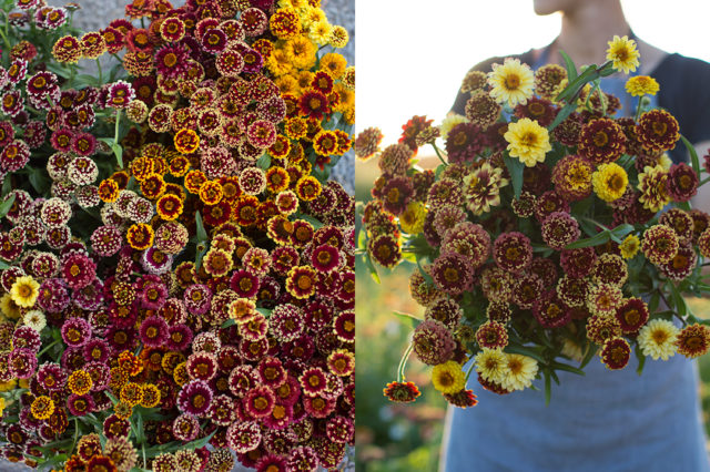 Aztec sunset zinnias