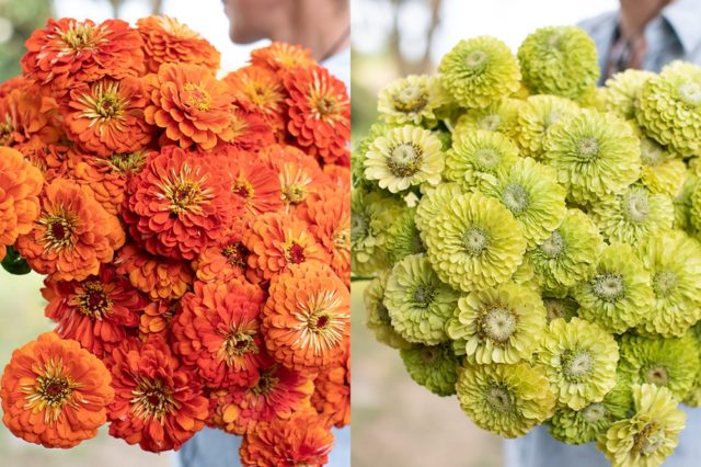 Orange and lime zinnias